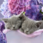 Two Sleeping Blue Kittens CK683SQ
