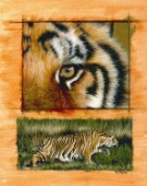 Tiger study