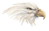 Eagle head (747)