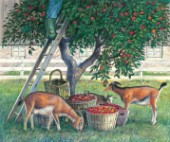 Apple lovers - goats