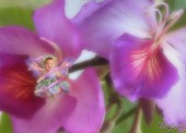 Orchid fairy