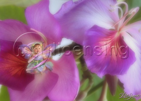 Orchid fairy