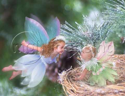 Winter fairies