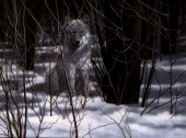Wolf (NPI 305)