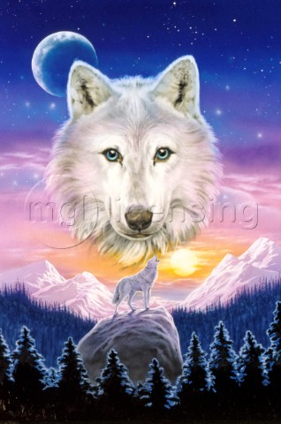 Mountain wolf