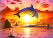 Day of the dolphin - sunset