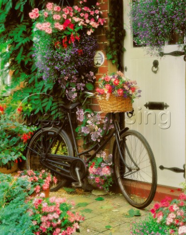 Bicycle  Flowers g104