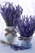 Lovely Lavender F368