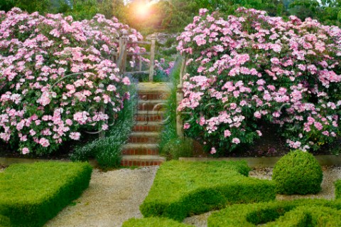 Pathway Through the Blooms G147