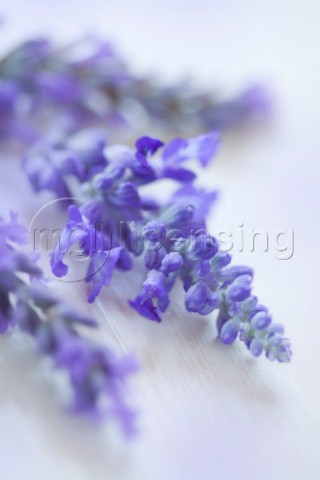 Purple Bloom F738