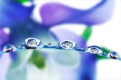Water Drop Flowers F703