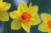 Daffodils in Sunlight
