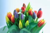 Multicoloured Tulips