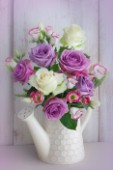 Magenta and White Roses