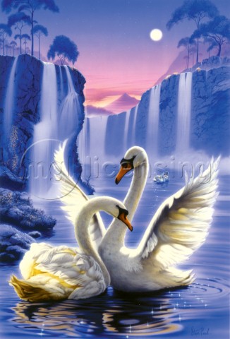 Swan dreams