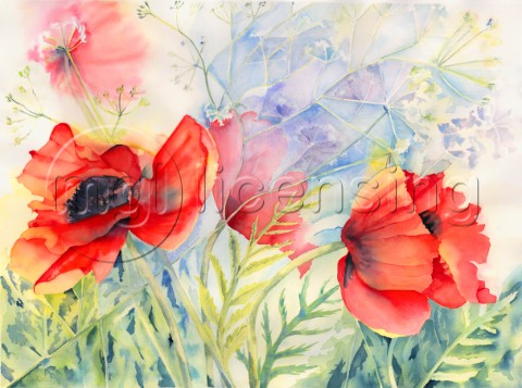 Poppies Interlaced with Kecksy