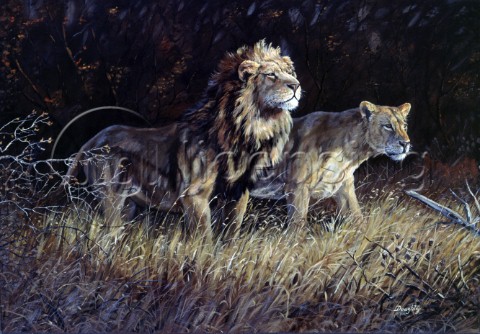Lions NPI 968