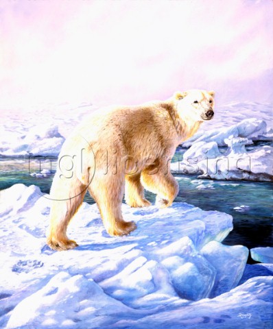 Polar bear NPI 19040