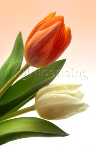 Orange and White Tulips