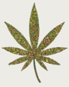 Cannabis Leaf 1