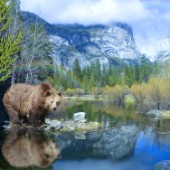 Mirror Lake Bear