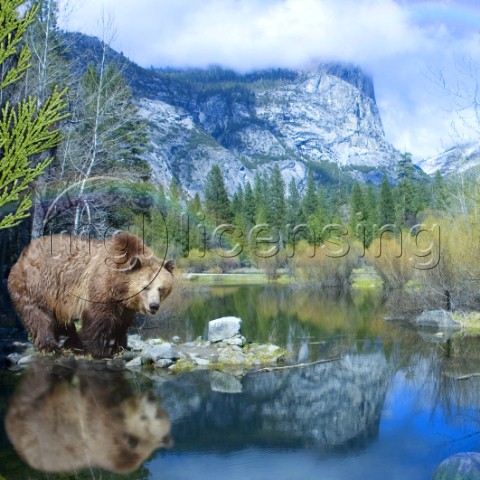 Mirror Lake Bear