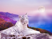 White Tiger Moon
