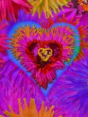 Dahlia Rainbow Heart