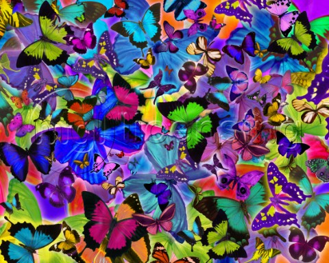 Colours of Butterflies