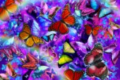 Dizzy Colored Butterfly Explosion