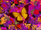 Golden Butterfly Painting