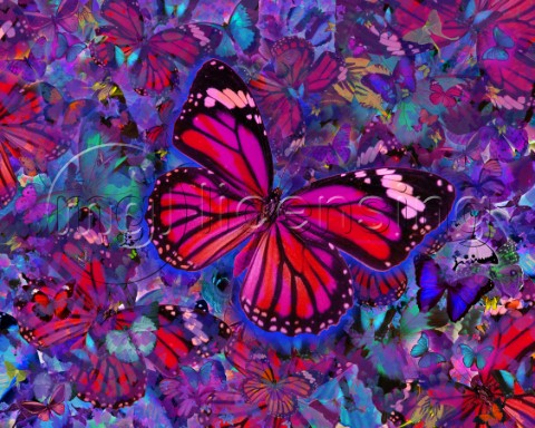 Butterfly Red Explosion