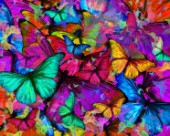 Butterfly Rainbow Explosion