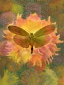 Butterfly Circadian Dahlia