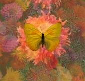 Butterfly Yellow Dahlia_SQ