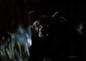 Black bear at night