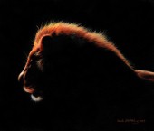 African Lion at twilight painted in oil paints on canvas