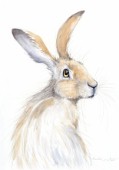 Erin Rabbit