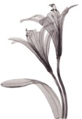 X Ray Floral 2