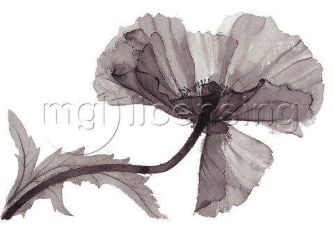 X Ray Floral 3