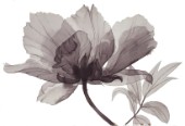 X Ray Floral 4