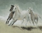 Horses Galloping