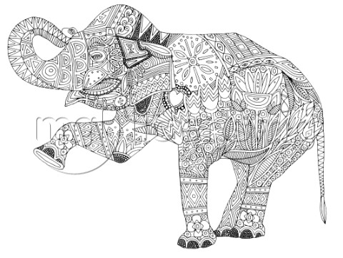 asian elephant variant 1jpg