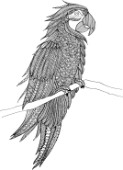 Neeti-Bird-Parakeet