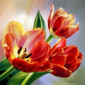Tulip Flower blossom