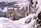 Winter Lynx cps337