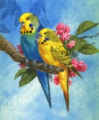 Budgies on Blue Background
