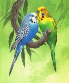 Budgies on Green Background