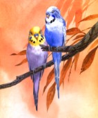 Budgies on Peach background
