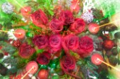 Christmas-Zoon Red Roses.jpg